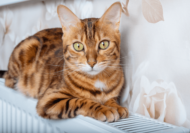 Bengal