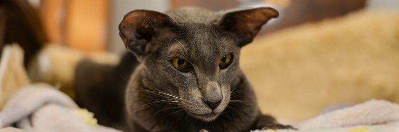 Oriental Shorthair