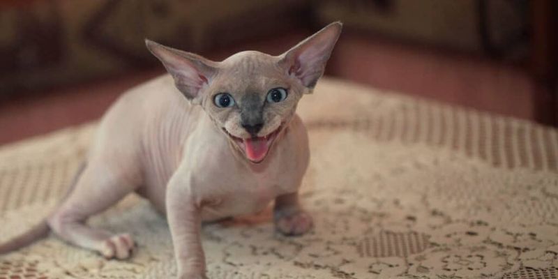 Sphynx