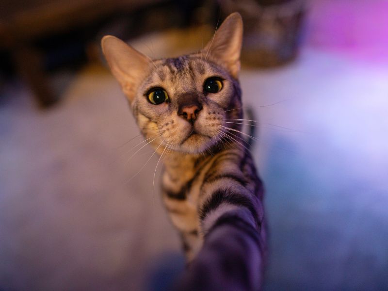 Bengal