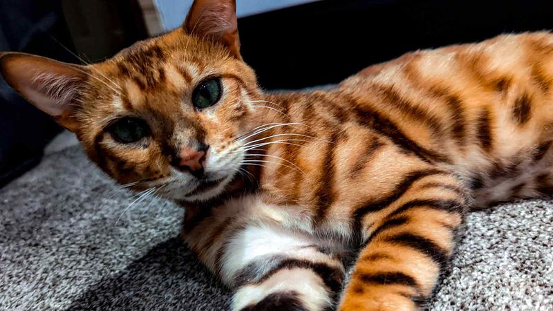 Bengal