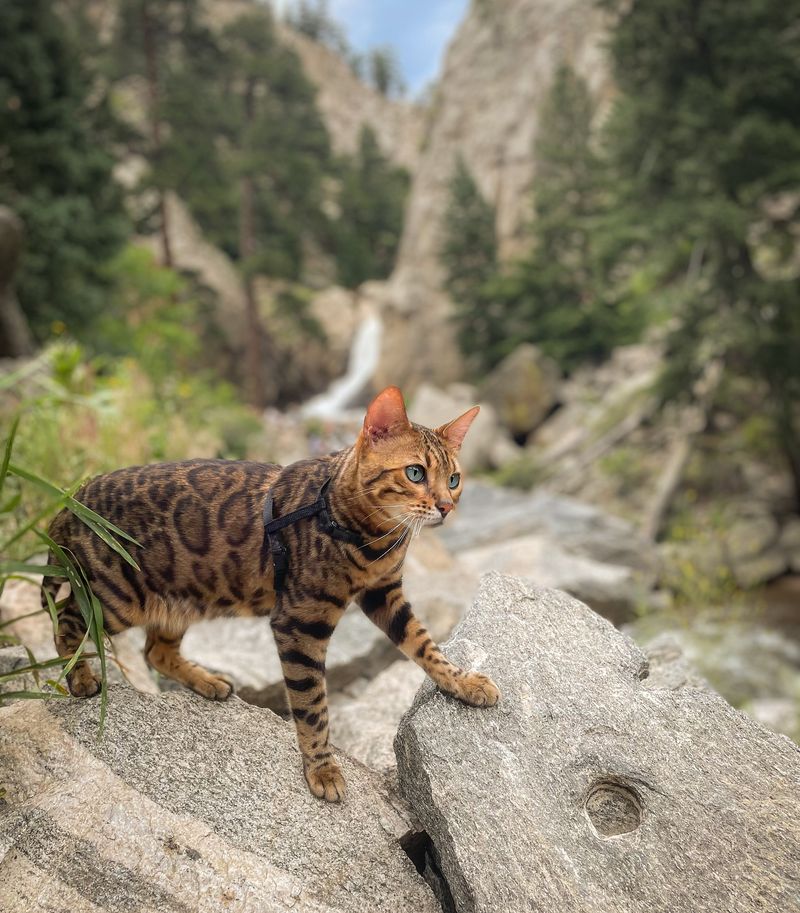 Bengal