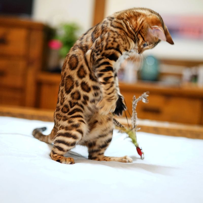 Bengal