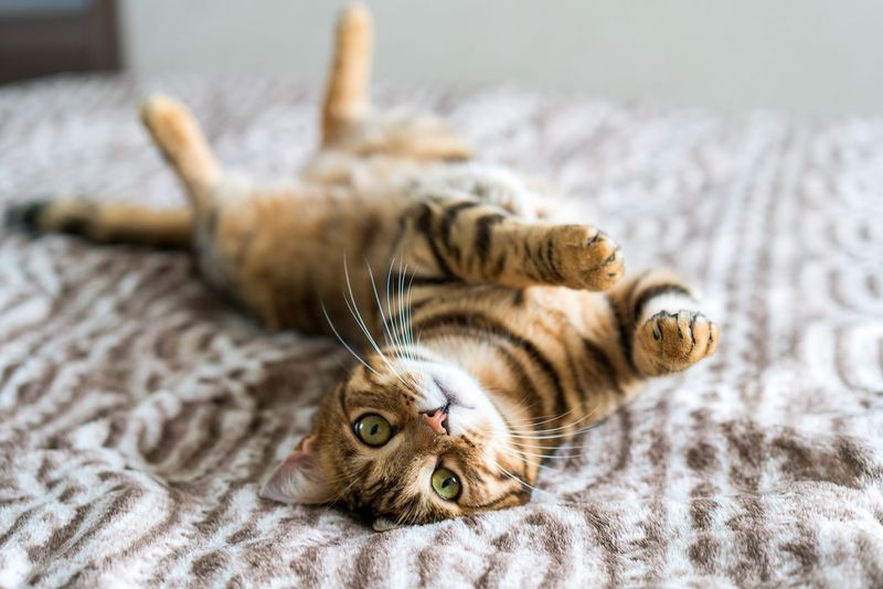 Bengal