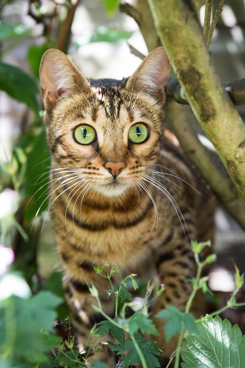 Bengal
