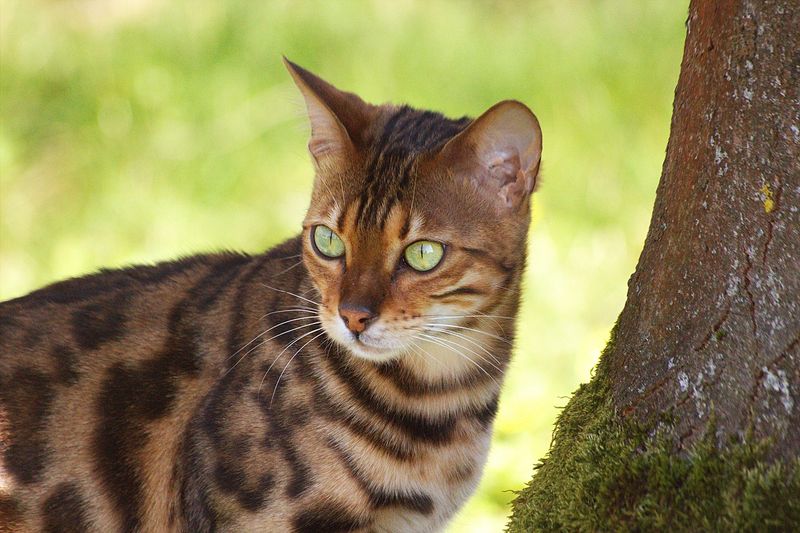 Bengal