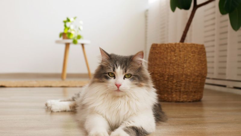 Siberian: The Fluffy Doorway Guardian