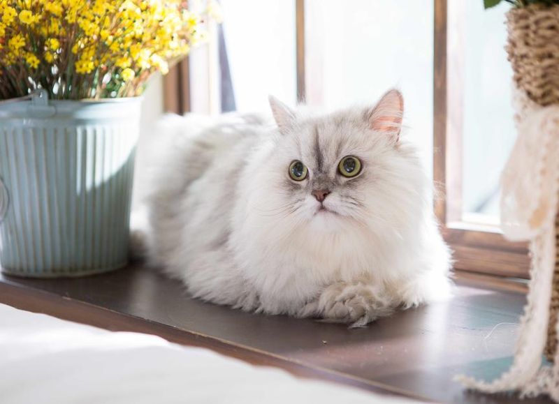 Persian — Alolan Persian