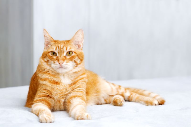Orange/Red Tabby