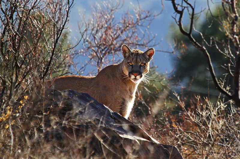 Big Bend National Park (Texas)