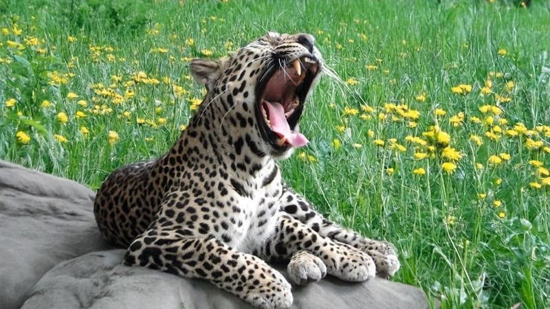 Leopards Can't Roar Like Lions