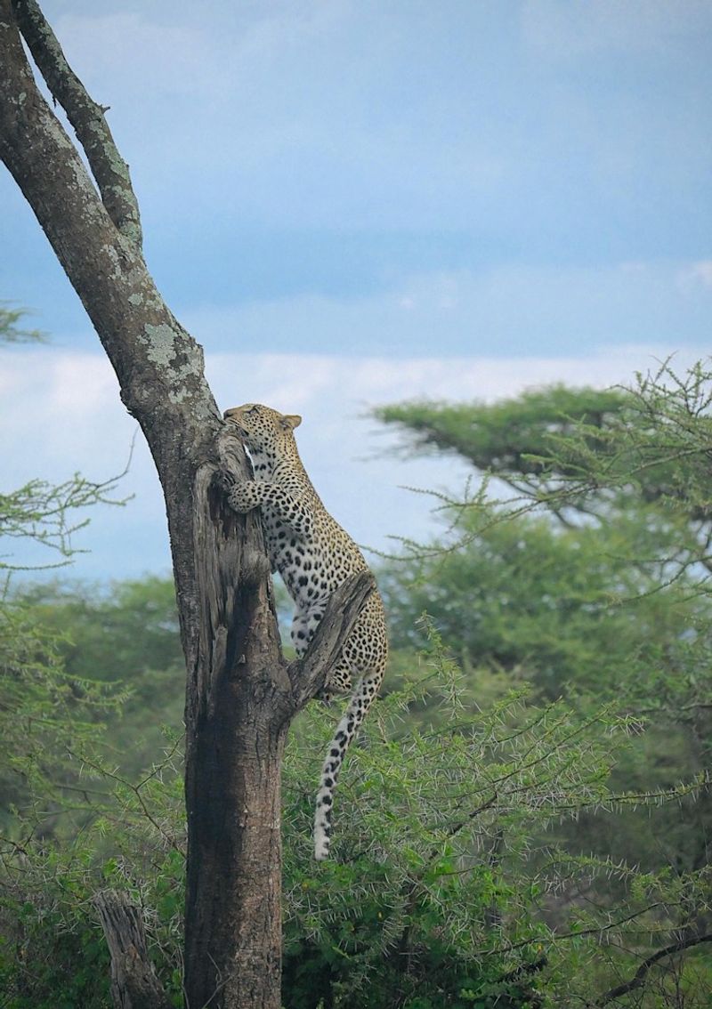 All Big Cats Are Excellent Tree Climbers