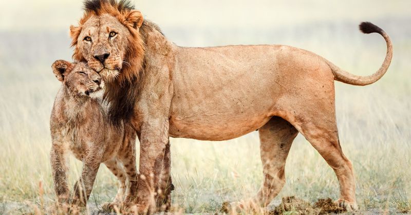 They’re Safe in Zoos and Don’t Need Conservation