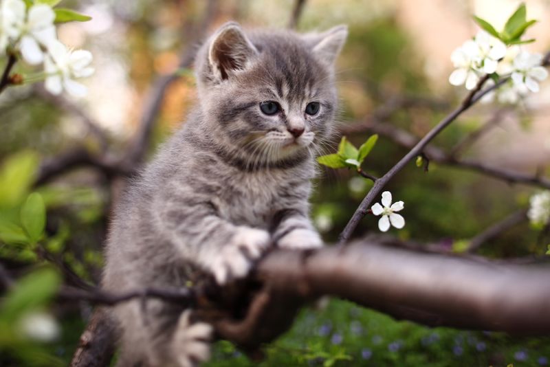 Tree-Climbing Challenges
