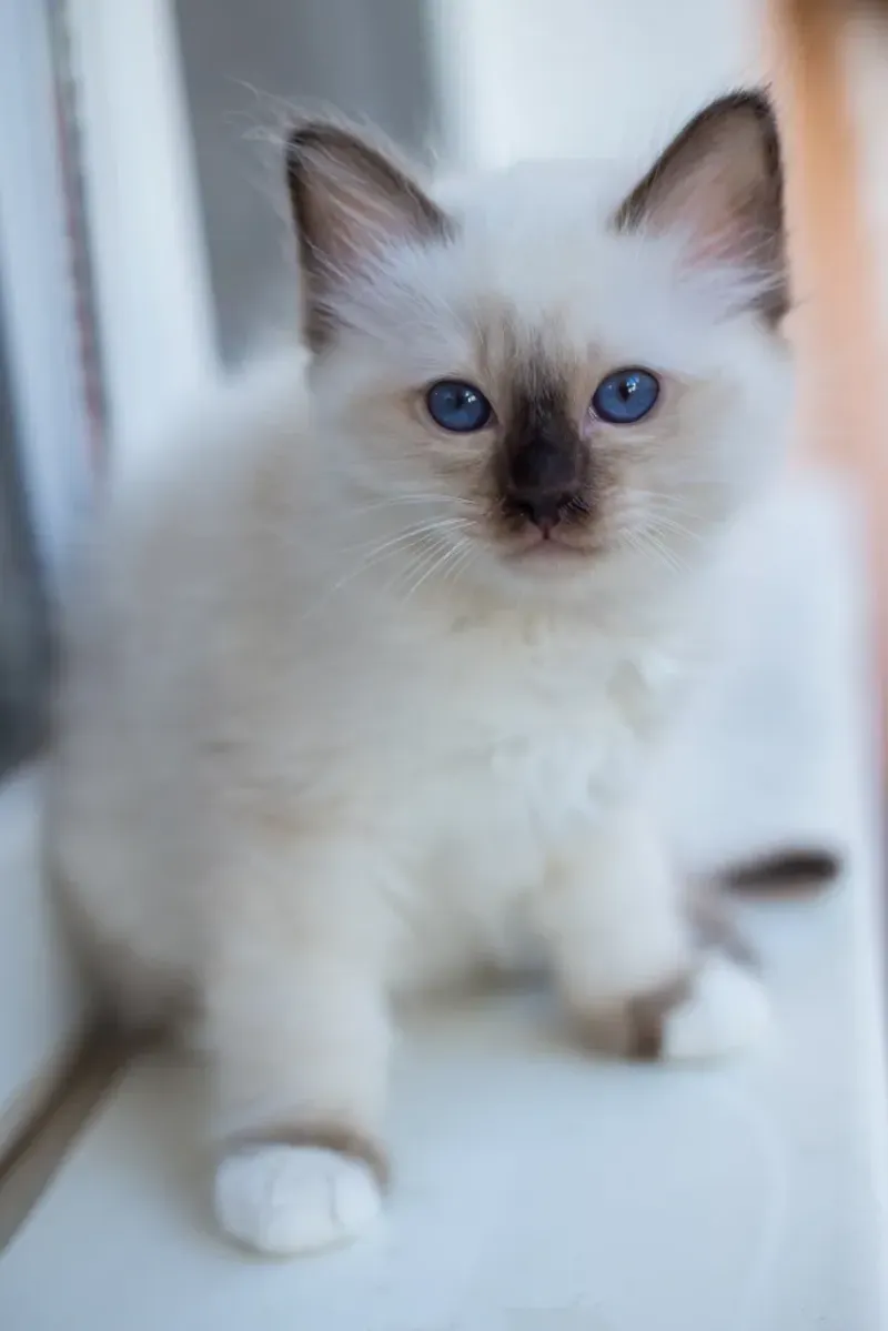 Birman