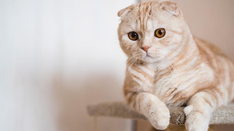 Scottish Fold