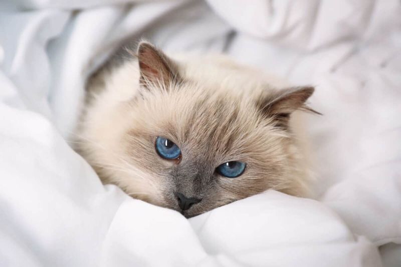 Birman