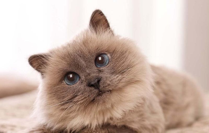 Birman