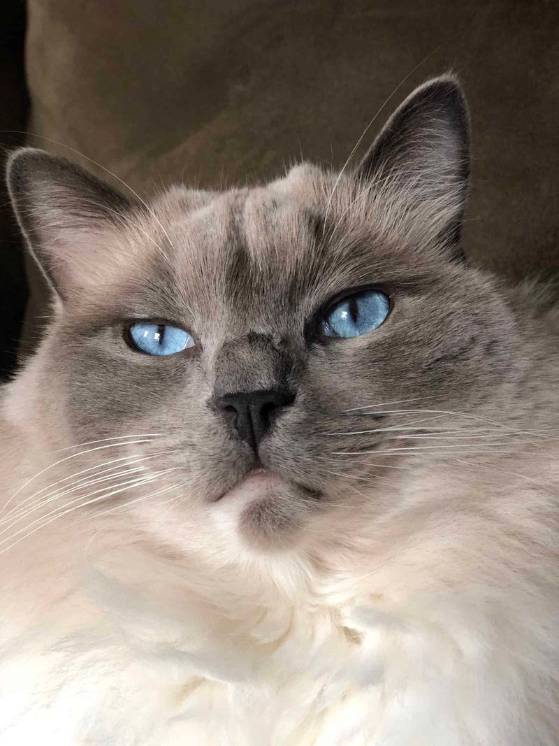 Ragdoll