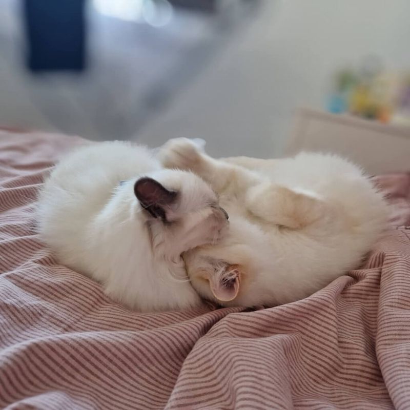 Birman