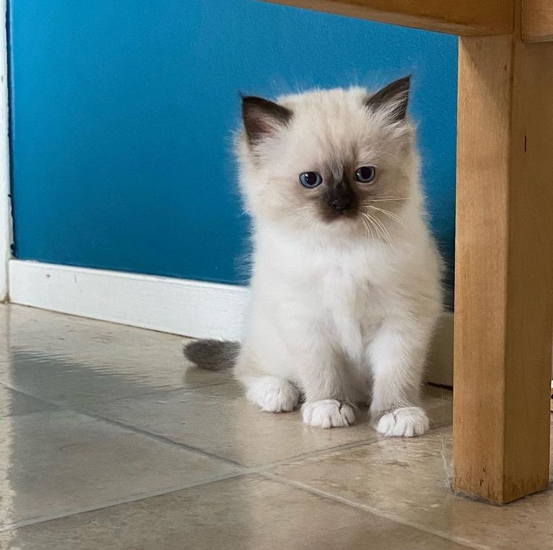 Birman