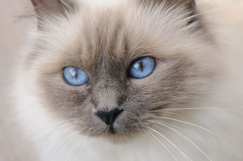 Birman