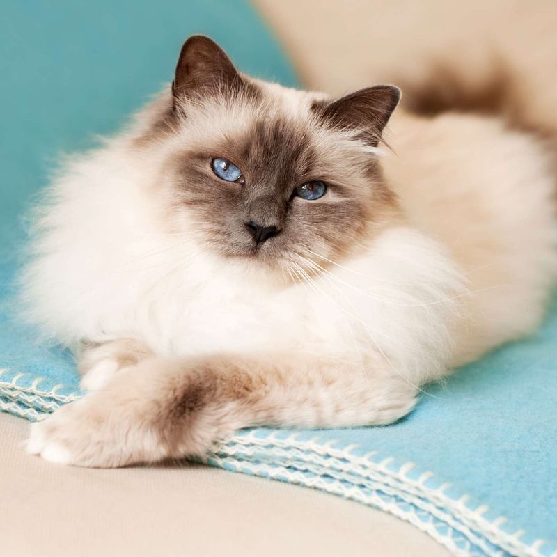 Birman Cats – Beautiful but Sensitive