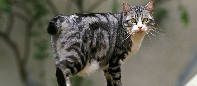 Japanese Bobtail (Japan)