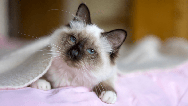 Birman