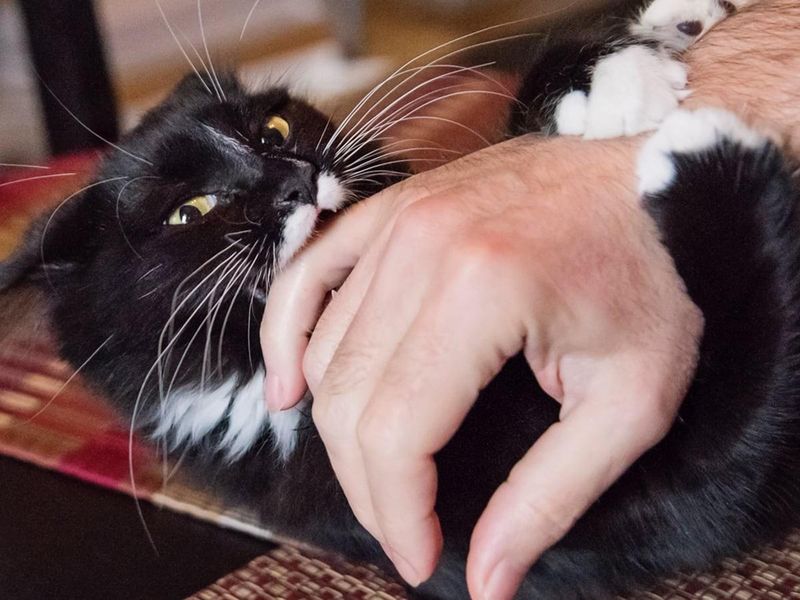 Biting After Being Petted