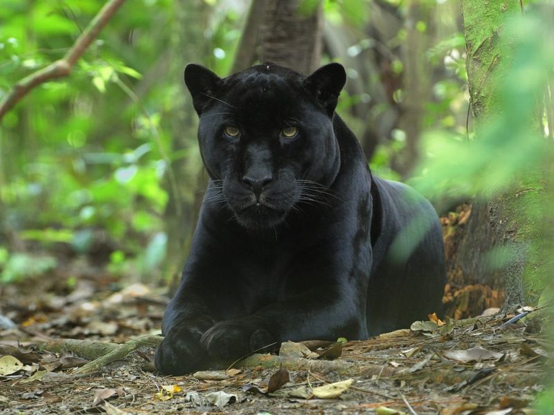 Black Panther