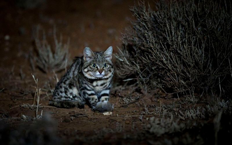 Black-footed Cat
