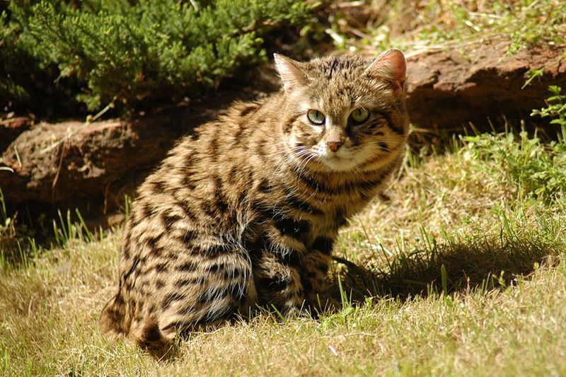 Black-footed Cat
