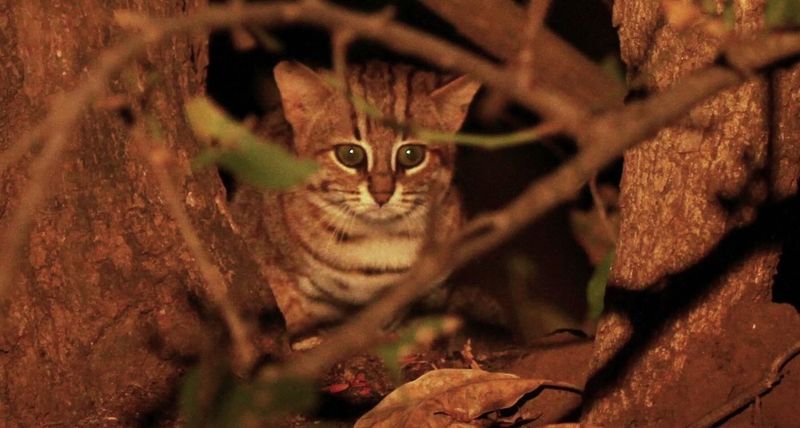 Rusty-spotted Cat (Prionailurus rubiginosus)