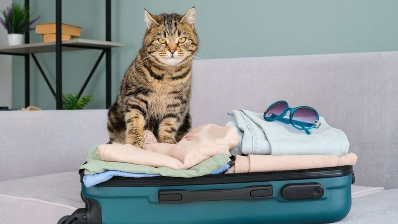 Avoid Feeding Right Before Travel