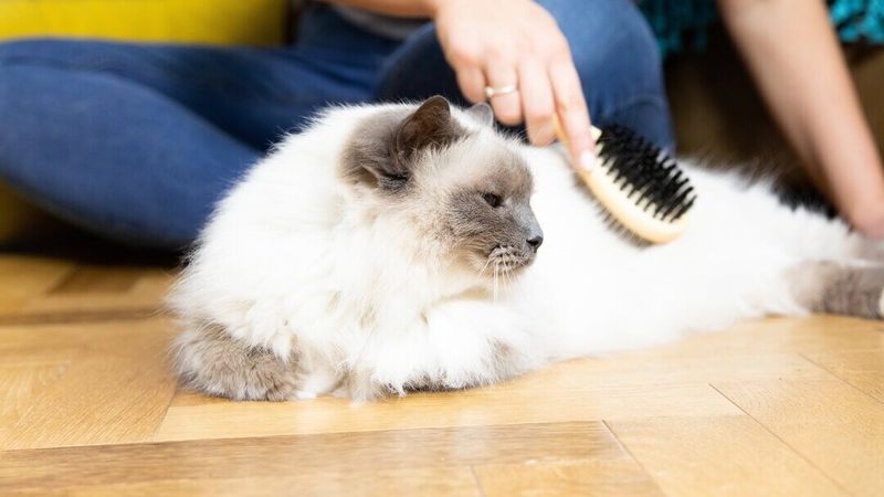 Over-Grooming or Fur Loss