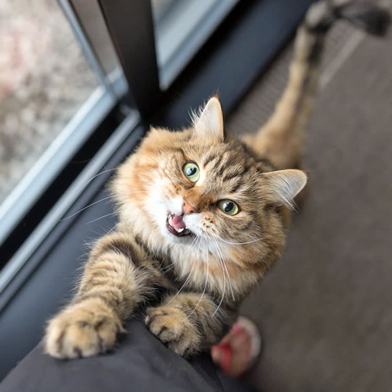 Meowing and Circling You Like a Choreographer