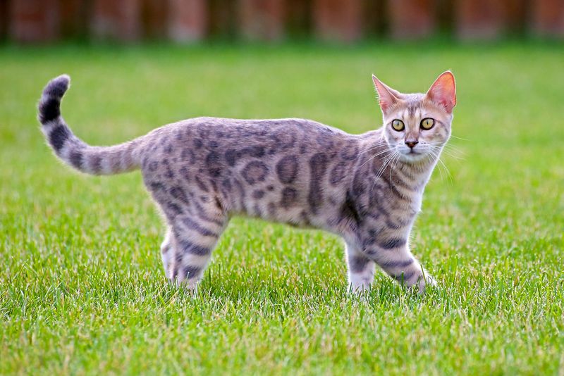Blue Bengal