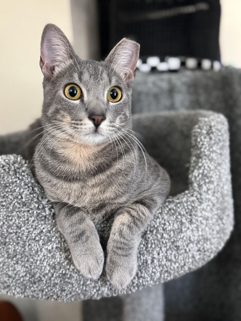 Blue Tabby Cat