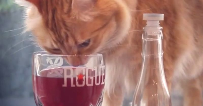 Stress Relief (from catnip)