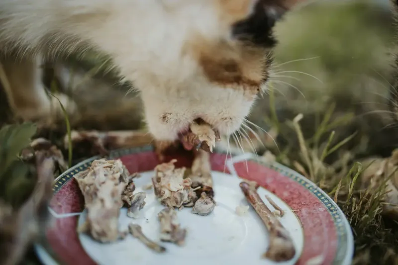 Bones from Table Scraps