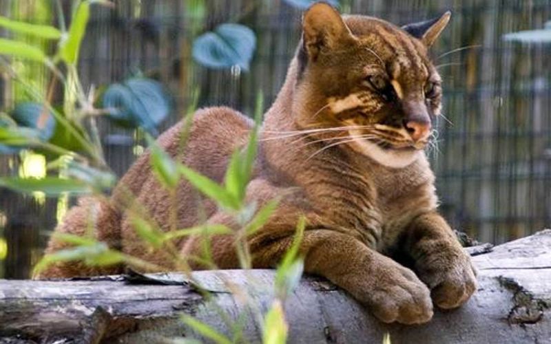 Borneo Bay Cat