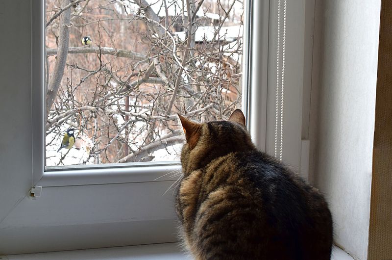 Bird-Watching from the Window