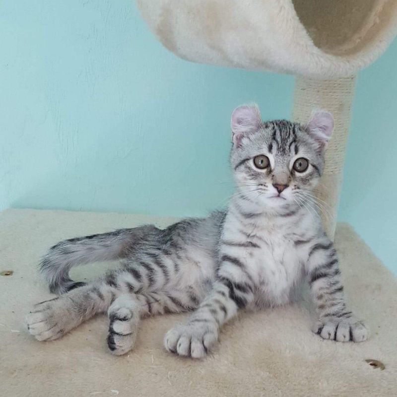 Extra Toes, Extra Charm