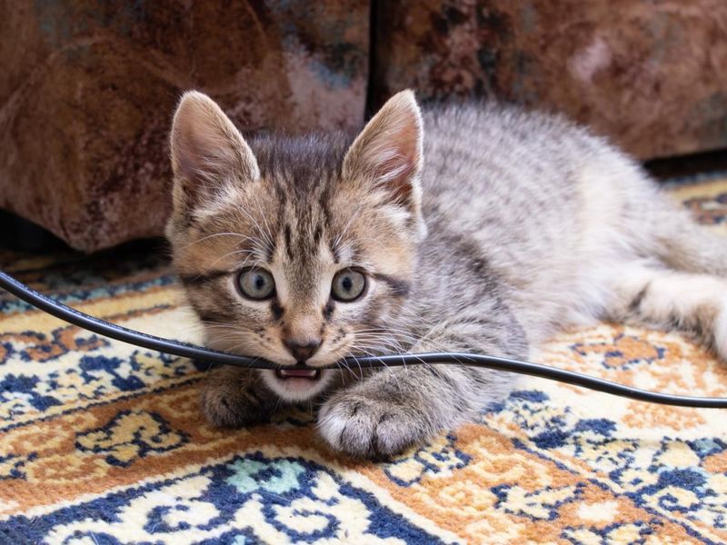 Cover Cords and Wires
