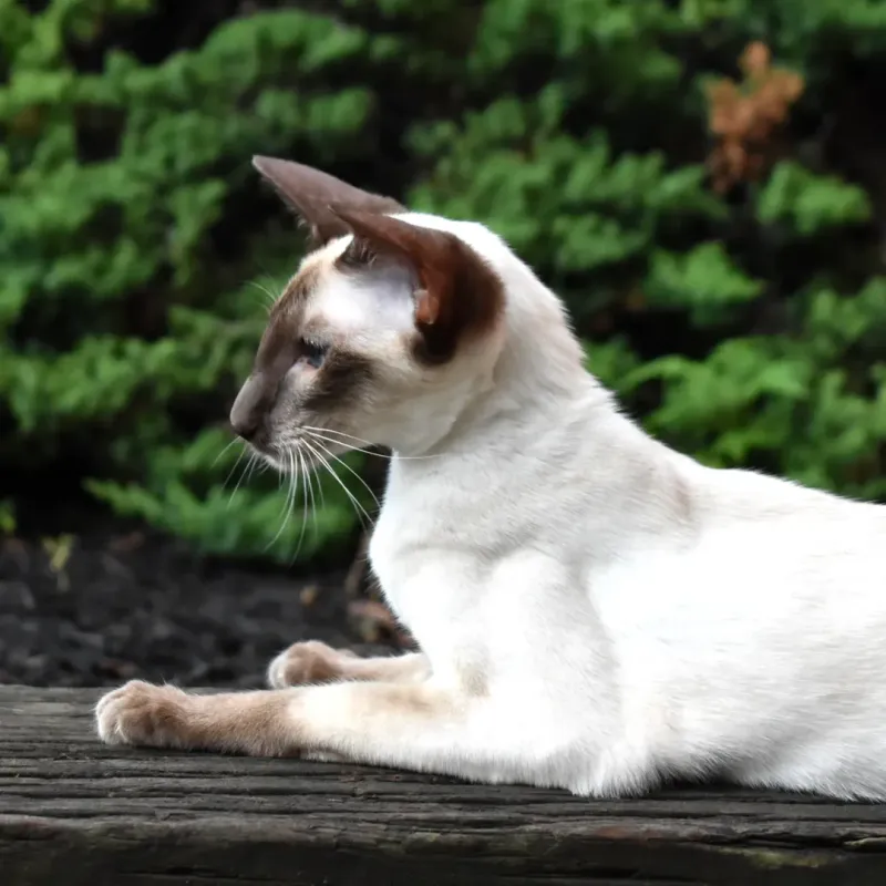 Oriental Shorthair