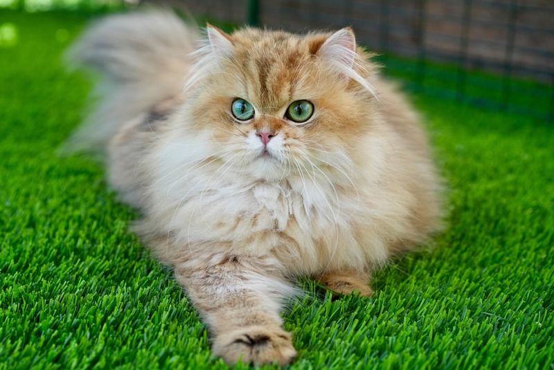 Persian