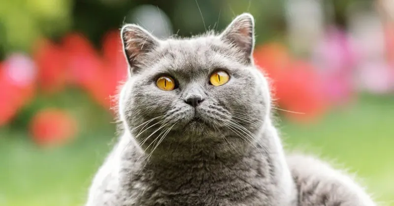 British Shorthair