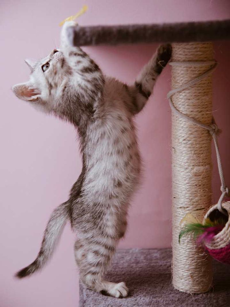 Egyptian Mau