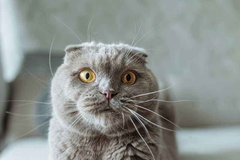 Scottish Fold